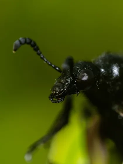An extreme close-up of the Sexton Beetle's head. You can clearly see the details of its mouthparts and the unique shape of its antennae.