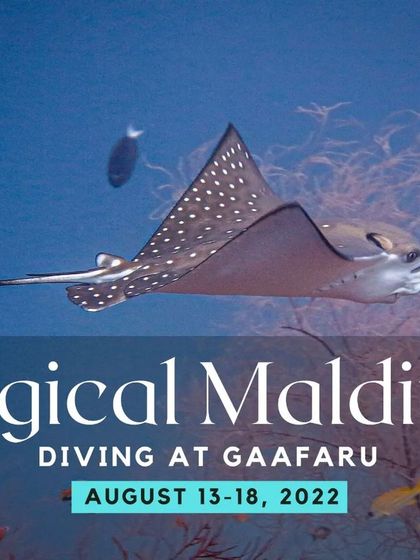 Our "Magical Maldives" trip to Gaafaru is specifically designed for those who love history and exploration. This promotional image highlights the promise of encountering rays and other marine life around the island's famous wrecks.