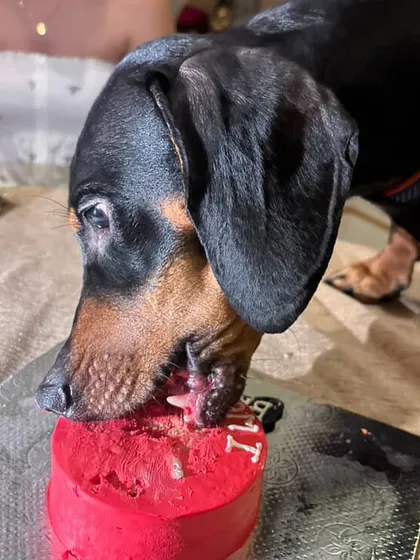 A close-up of Bruno enjoying his red mini cake. All our colors are natural, derived from ingredients like blueberries and turmeric.