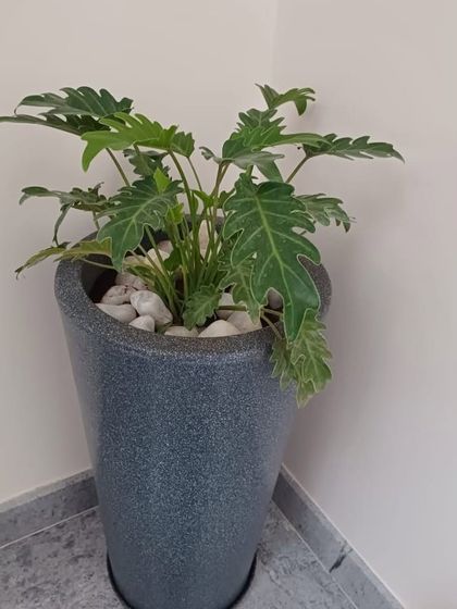 The Garden Hub - Landscape Design & Build Indoor Greening & Plant Styling photo 14