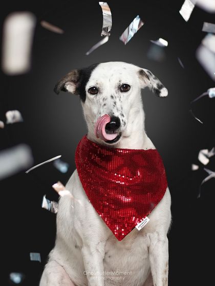 Priyanka - Themed & Special Occasion Pet Photography The Goofy & The Majestic: Studio Portraits photo 10