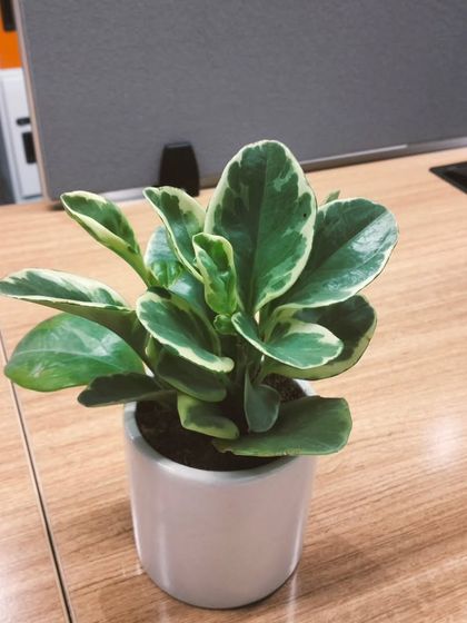 This is a variegated Peperomia, a great little plant for a work desk. It's compact, has beautiful leaves, and is very low-maintenance, making it an ideal office plant.