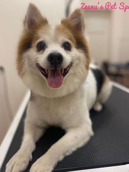 Zeenu's Pet Spa - Dog Grooming & Spa We Love All Breeds photo 14