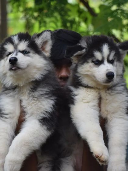 These Husky puppies have the classic intense gaze, even at a young age.