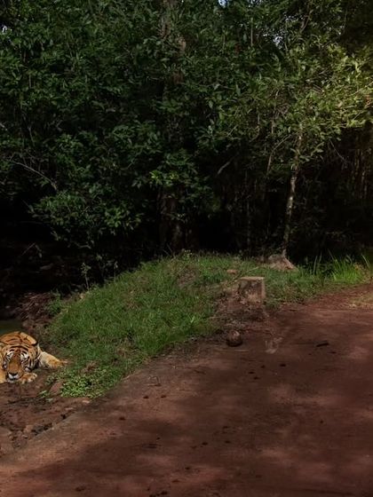 Tigers of India's Jungles photo 52