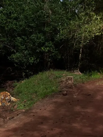 A wider view of the tiger in its waterhole, showing the lush green surroundings of a monsoon safari.