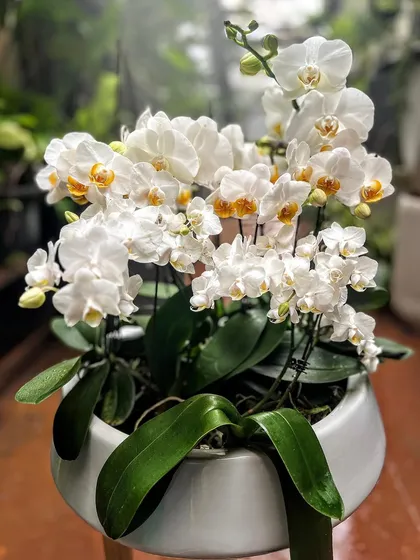 Our Orchid arrangements are timeless bestsellers for a reason. This arrangement of pure white Phalaenopsis orchids in a simple ceramic bowl is a perfect example of the elegance they bring. They are our go-to for sophisticated tabletop pieces and thoughtful gifts.