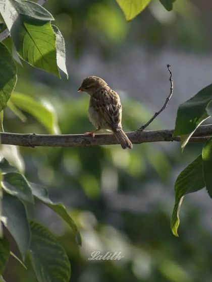 Lalith - Wildlife & Nature Photography Bird Portraits: Up Close & Personal photo 49