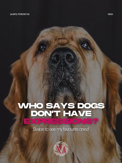 "Who says dogs don't have expressions?" This image of a dog balancing a treat on its nose is the perfect start to a series of expressive faces.
