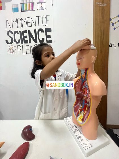 This junior doctor is placing the brain into the skull of our anatomy model. Our hands-on models allow kids to deconstruct and reconstruct the human body to better understand it.