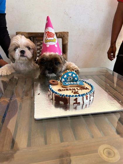 Two cute Shih Tzus sit at the table, ready to dig into a special birthday cake.