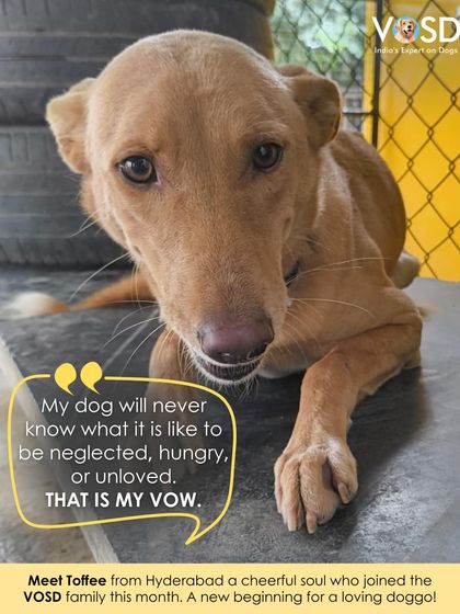 Meet Toffee from Hyderabad, a cheerful soul who joined our family this month. This is a new beginning for a loving doggo who will now know only kindness.