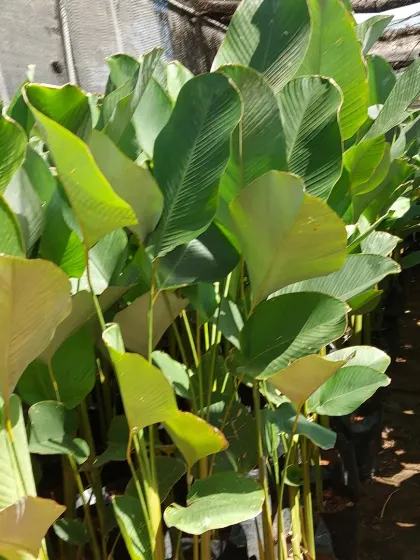 A batch of healthy Calathea plants, ready to bring movement and beauty to your home as their leaves fold up at night.