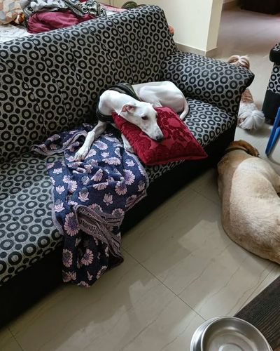 Home Dog Boarding