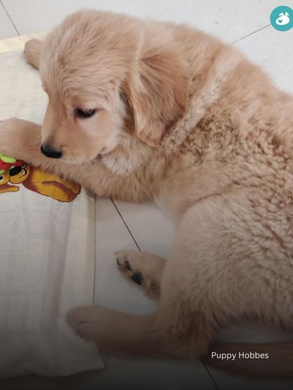 The Pack - Online Pet Parent Community The Fun Side of Pet Parenting photo 19