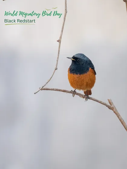 The Black Redstart, with its distinct orange tail, is a common winter visitor. Our sites provide the insects and shelter these birds need to survive the season.