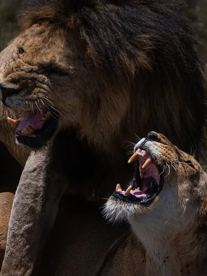 The intensity of mating lions in the Masai Mara. The female's snarl is a typical reaction in this brief but violent ritual, which can occur dozens of times a day.