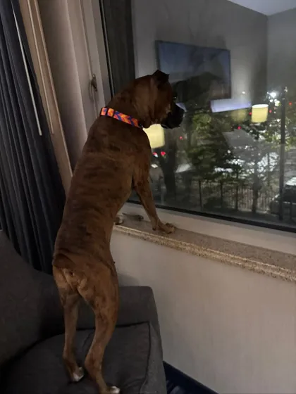 Milo looking out at the New York City lights. It's a big change from Delhi, and he's taking it all in.