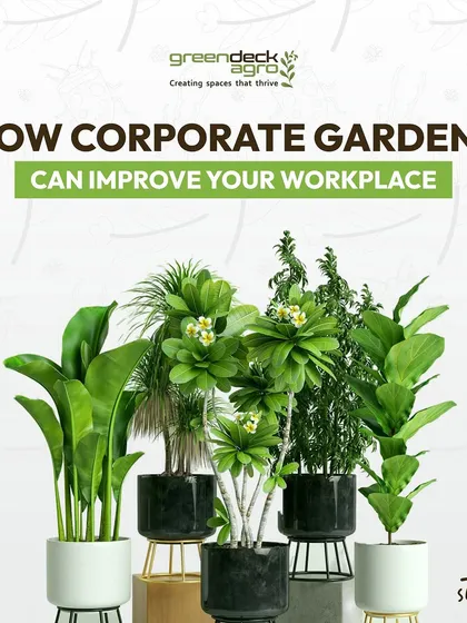 This series explains the many ways corporate gardens can improve your workplace. From boosting productivity to improving air quality, the benefits of investing in green infrastructure are clear.