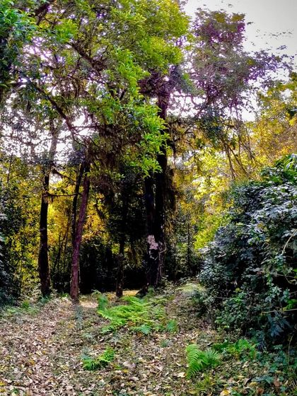 The beautiful forest section of the Nishani Motte trek. The trail takes you through dense woods before opening up to the grasslands.