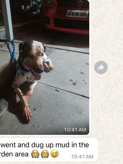 Confident Dogs - Canine Behavior Modification Real Dogs, Real Transformations photo 15