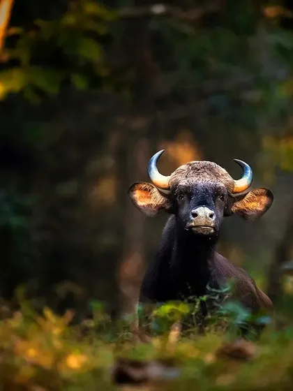 The golden hour light filtering through the trees illuminates this Indian Gaur in Bhadra Tiger Reserve. The beautiful lighting and composition make this a very artistic portrait of the mighty bison.