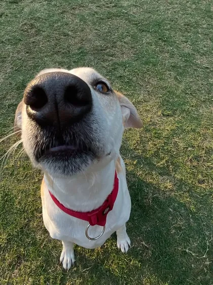 This pup is ready for their close-up. We love their confidence.