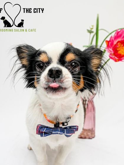 Tails of the City - Pet Supplies Glow-Ups & Spa Days photo 4