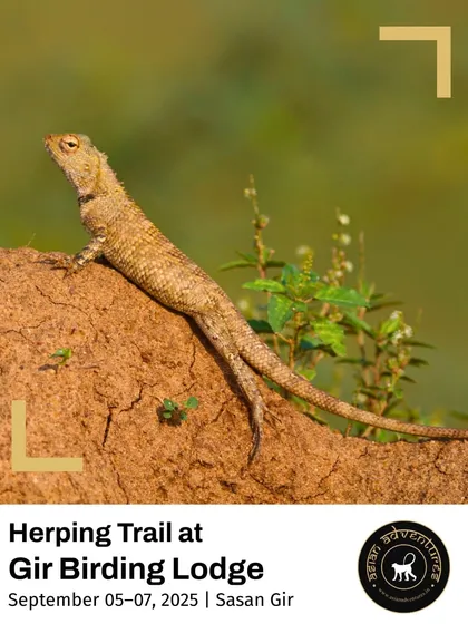 A Common Garden Lizard basks on a mound of earth at Gir. These agile lizards are a frequent sight on our nature walks, and our herping trails dive deeper into the world of reptiles.