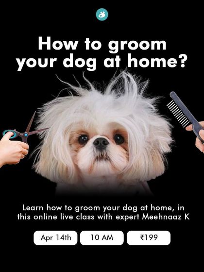 The Pack - Pet Parent Education & Workshops Expert-Led Online Masterclasses photo 13