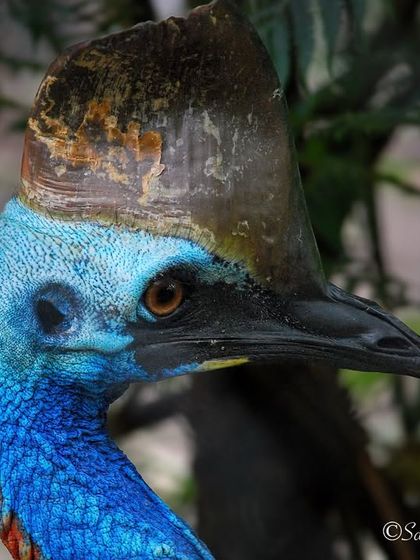 Avian Wonders: A World of Wings photo 29