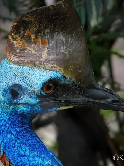 A close-up portrait of a Southern Cassowary from Australia. Its vibrant blue neck and unique casque make it one of the most striking birds in the world.