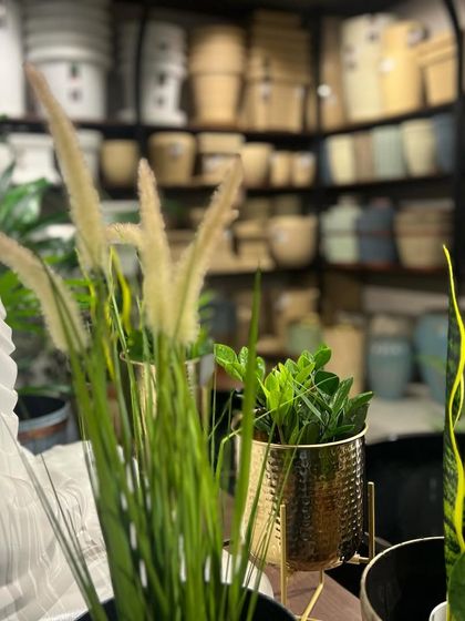 Find your zen at our Kadri store. We have a range of decor items, like this Buddha statue, that pair beautifully with our plants and planters.