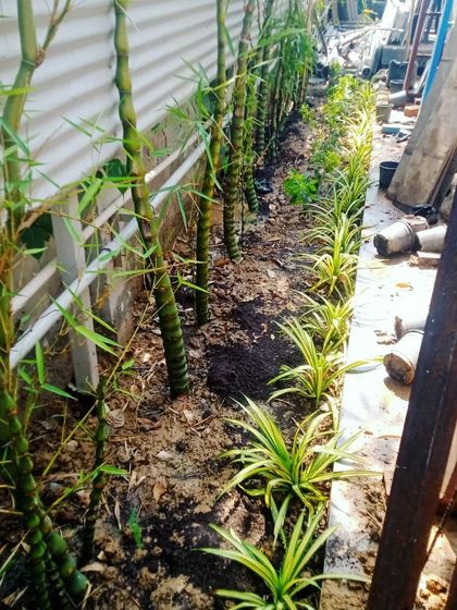 Buddha belly bamboo and spider plants being installed to create a layered, textured garden border.