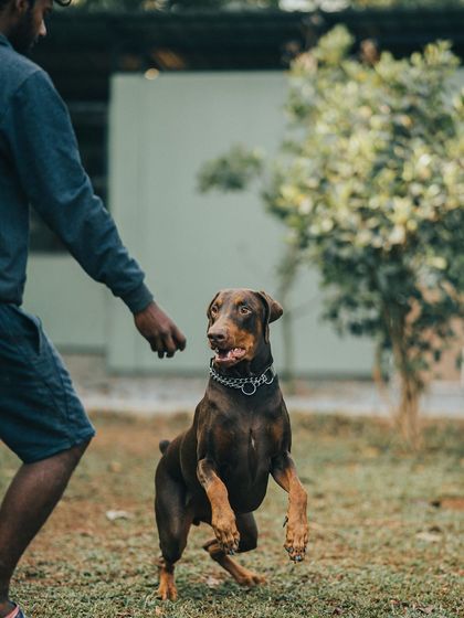 Axl the Doberman is poised and ready, showing how we teach impulse control. He's learning to wait for the command before acting, a crucial skill for any well-behaved dog.