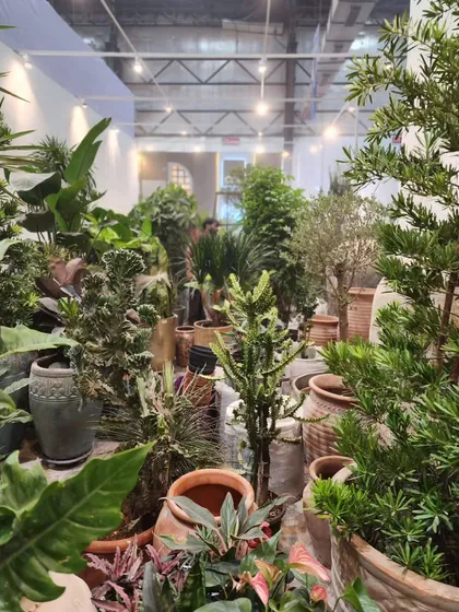 A glimpse into the organized chaos of setting up our booth for the Acetech exhibition. We brought in a huge variety of plants, including cacti, olive trees, and tropical foliage, to create a dense, jungle-like experience for visitors.