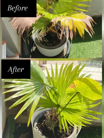 It’s amazing what the right care can do. This fan palm was suffering from dry, yellowing leaves and looked completely lifeless. After trimming the dead fronds and providing proper nutrition and watering, it transformed into this lush, vibrant green plant. This is the kind of revival I love to see.