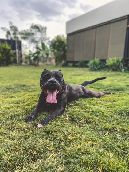 After a good play session, there's nothing better than a relaxing 'sploot' on the cool grass. This is Bane, a happy Pitbull, enjoying the simple life at my inn.