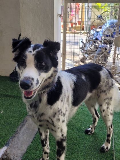 A beautiful black and white spotted Indie, possibly a Border Collie mix. So unique and intelligent.