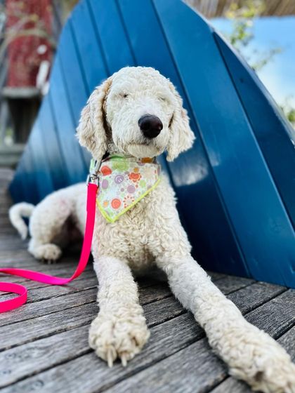 Tulsa Dog Trainer - Immersive Board & Train Programs Board & Train Graduates photo 48