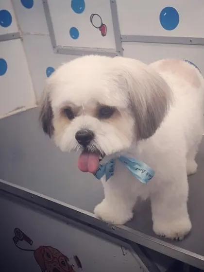 This well-groomed Shih Tzu is showing off its fresh cut on the grooming table inside my van. Every detail is taken care of, from nails to a final fluff dry.