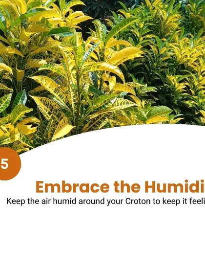 Croton Care Tip 5: Embrace the humidity. Keep the air around your Croton humid to keep it feeling fine. Misting the leaves can help achieve this.