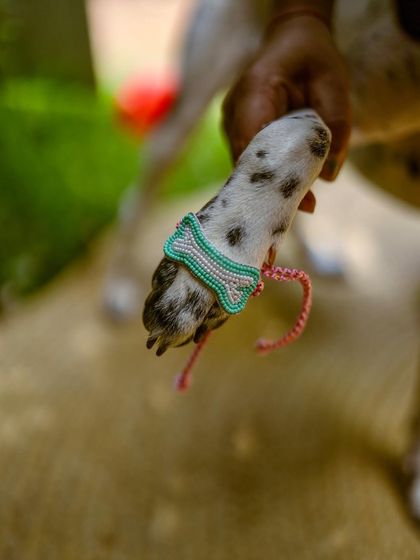 A close-up of our unique, pet-safe Rakhi tied to a paw. The beaded bone design is stylish, comfortable, and safe for your furry sibling.