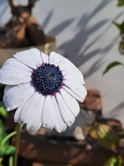 Bhardwaj - Urban Gardening Consultation A Riot of Colorful Flowers photo 172