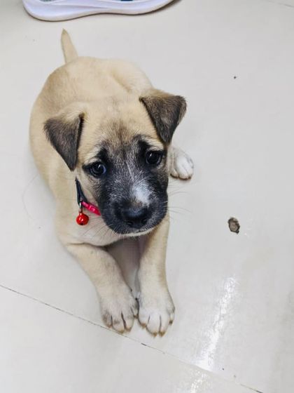 PL Paws - Dog Adoption Services Happy Tails: Our Adoptees in Their Forever Homes photo 140