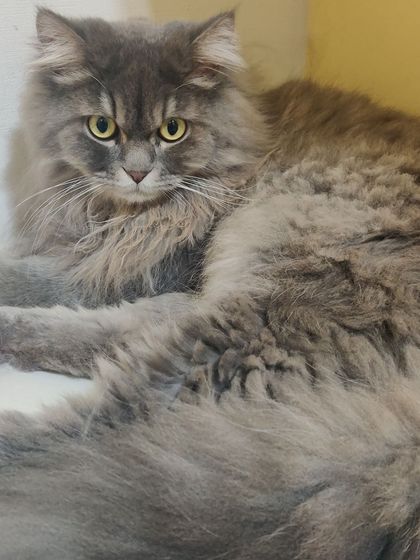 Sammy's Nest - Home Boarding for Small Pets Happy Cats: Our Boarding Guests photo 54