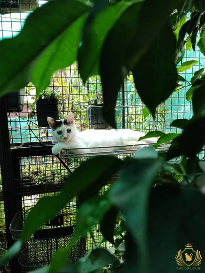 The Cat House - Cat Boarding Our Epic Catio & Play Zone photo 5