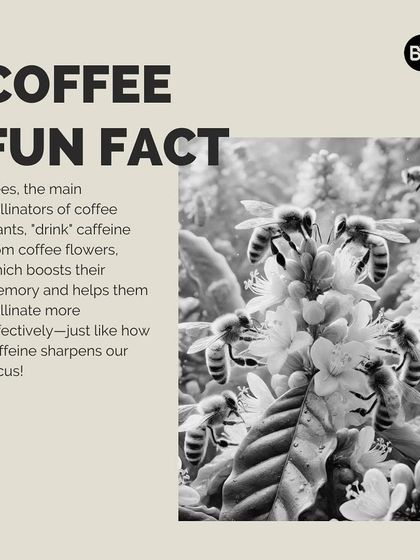 A fun fact about bees getting a caffeine boost from coffee flowers, which helps them pollinate more effectively.