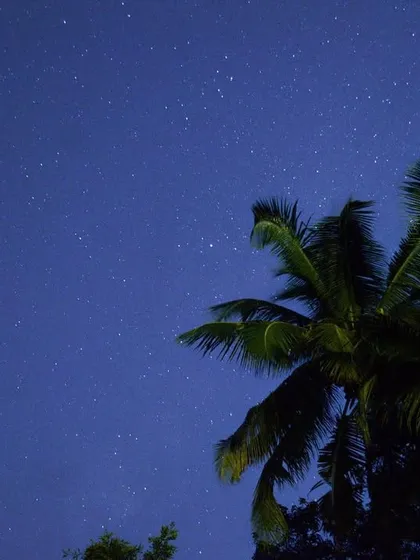 A long-exposure photograph of a starry night sky, with a palm tree silhouetted in the foreground.