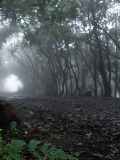 Rainforest Rendezvous: Macro & Herping photo 5